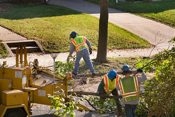 Best Tree Disease Treatment  in New Carlisle, IN